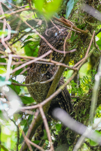 Bare-shanked Screech Owl (Megascops clarkii), photo 9