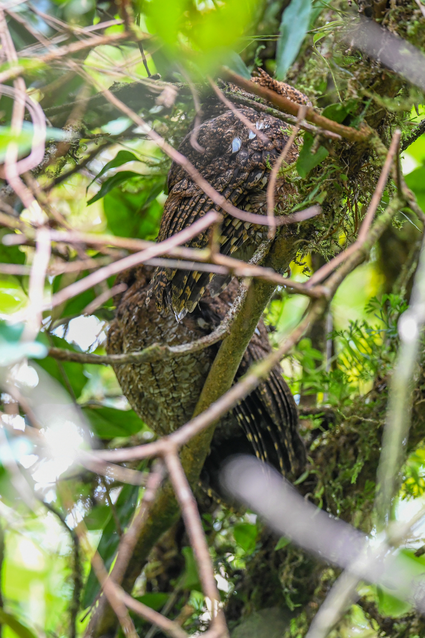 Bare-shanked Screech Owl (Megascops clarkii), photo 9