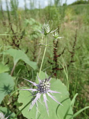 Eryngium hookeri