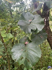 Coccoloba pubescens