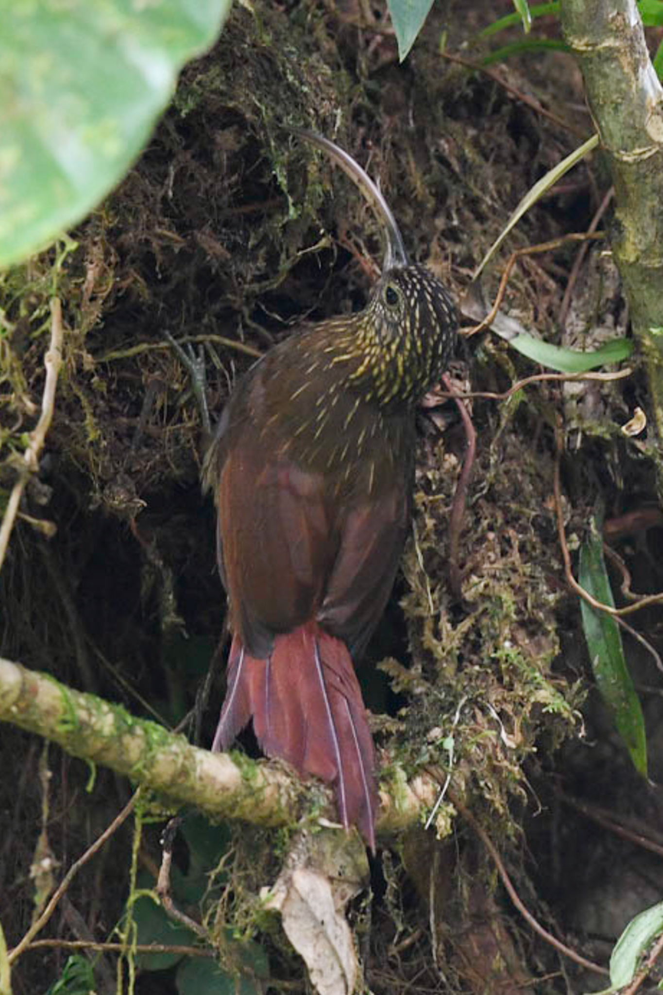 Brown-billed Scythebill (Campylorhamphus pusillus), photo 10