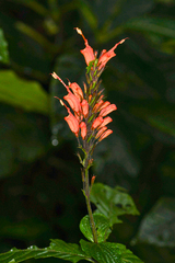Hansteinia blepharorhachis