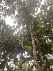 Coccoloba pubescens