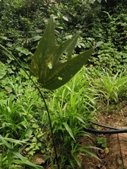 Passiflora tricuspis