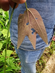 Passiflora tricuspis