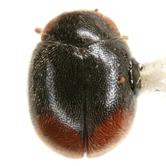 Scymnus brullei