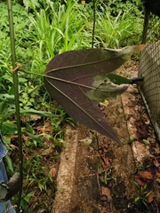 Passiflora tricuspis