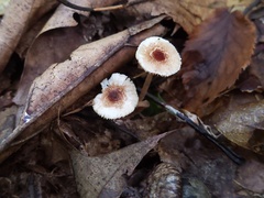 Lepiota boudieri