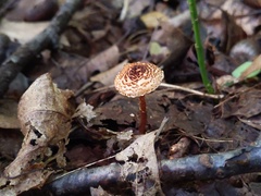 Lepiota boudieri