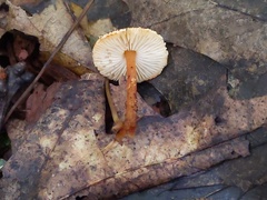 Lepiota boudieri