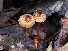 Lepiota boudieri