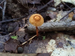 Lepiota boudieri
