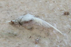 Kukulcania hibernalis