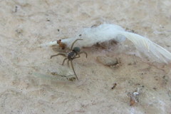 Kukulcania hibernalis