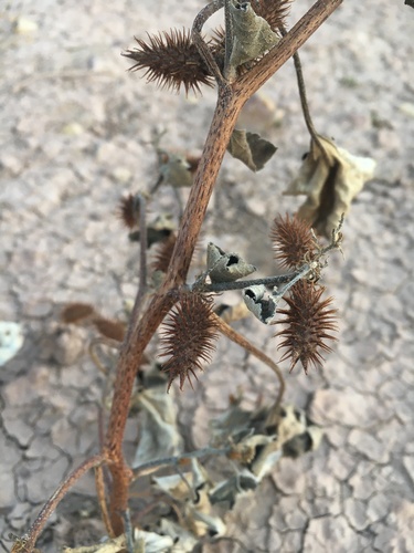 rough cocklebur