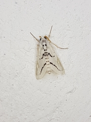 Linosta centralis