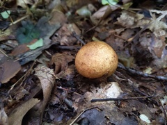 Scleroderma michiganense