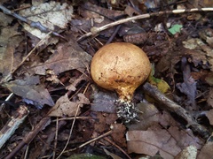 Scleroderma michiganense