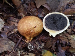 Scleroderma michiganense