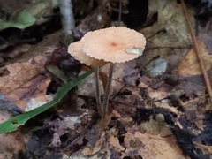 Collybiopsis subnuda