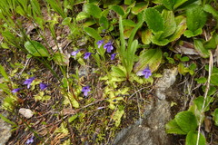 Pinguicula