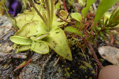 Pinguicula