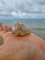 Pleurobranchaea maculata