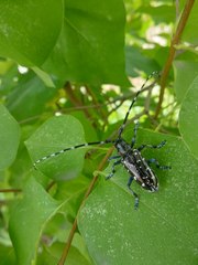 Anoplophora glabripennis