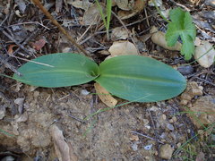 Platanthera elongata