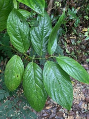 Piper glabrescens