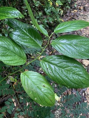 Piper glabrescens