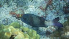 Parupeneus insularis