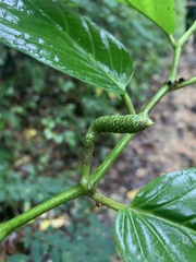 Piper glabrescens