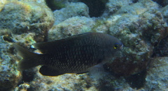 Plectroglyphidodon marginatus
