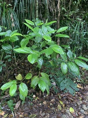 Piper glabrescens