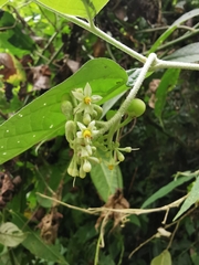 Solanum schlechtendalianum
