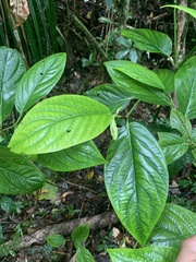 Piper glabrescens