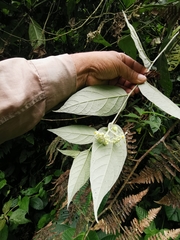 Solanum schlechtendalianum