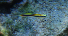 Plagiotremus goslinei