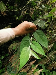 Solanum schlechtendalianum