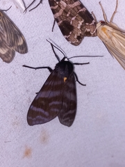 Pachydota