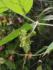Solanum schlechtendalianum