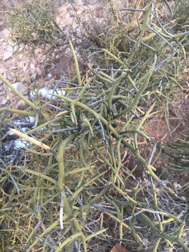 crown of thorns
