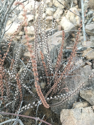 scaly cloak-fern