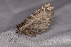 Stamnodes albiapicata