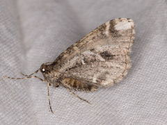 Stamnodes albiapicata