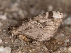 Stamnodes albiapicata