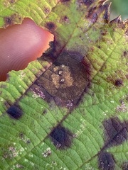 Sphaerulina westendorpii