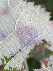 Sphaerulina westendorpii