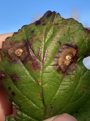 Sphaerulina westendorpii